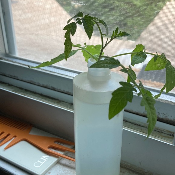 Heirloom tomato cutting - Picture 2 of 5